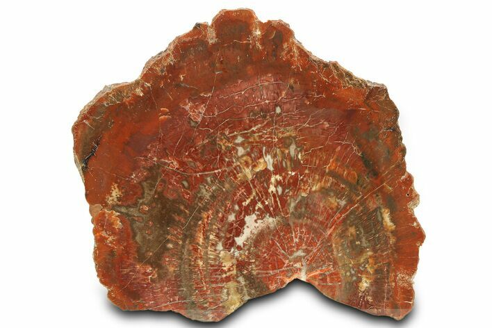 Vibrant Red Petrified Wood (Araucarioxylon) Slab - Arizona #307994